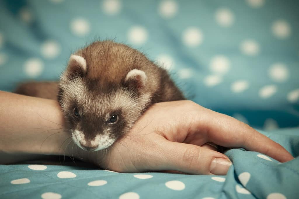 Ferret relaxing