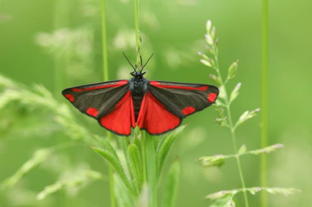 A Cinnabar Moth, Tyria jacobaeae, perching on a plant
