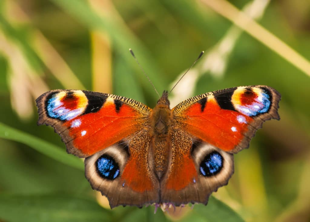 Peacock butterfly