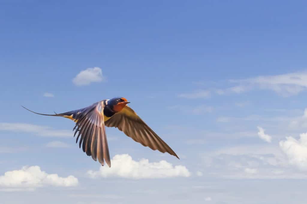 Swallow In Flight On Blue Cloudy Skies