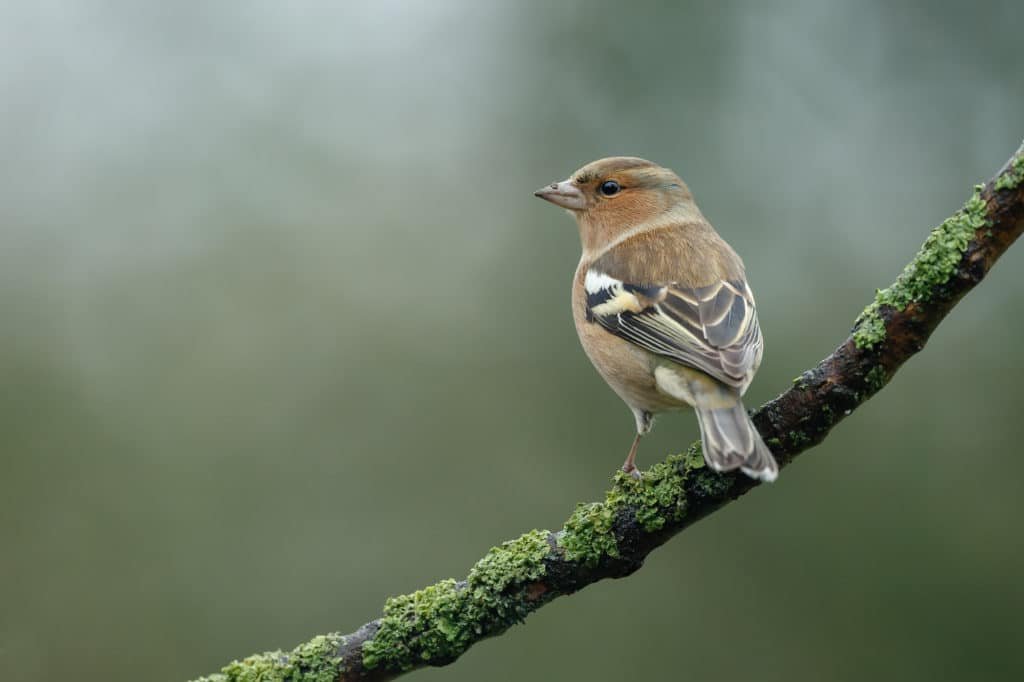 Chaffinch fringella coeleb