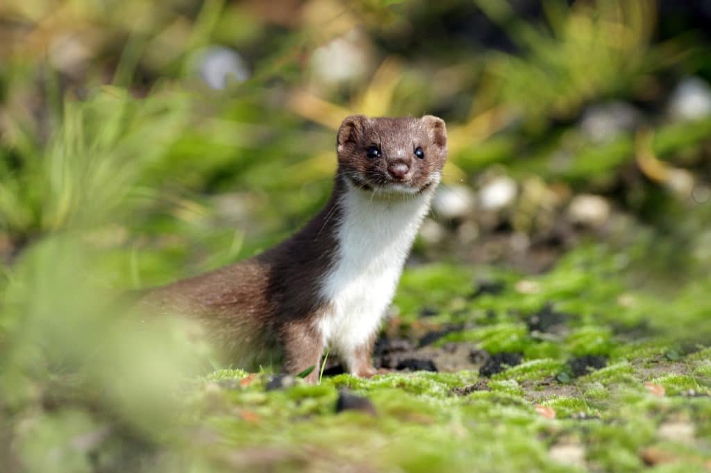 Weasel Mustela Nivalis