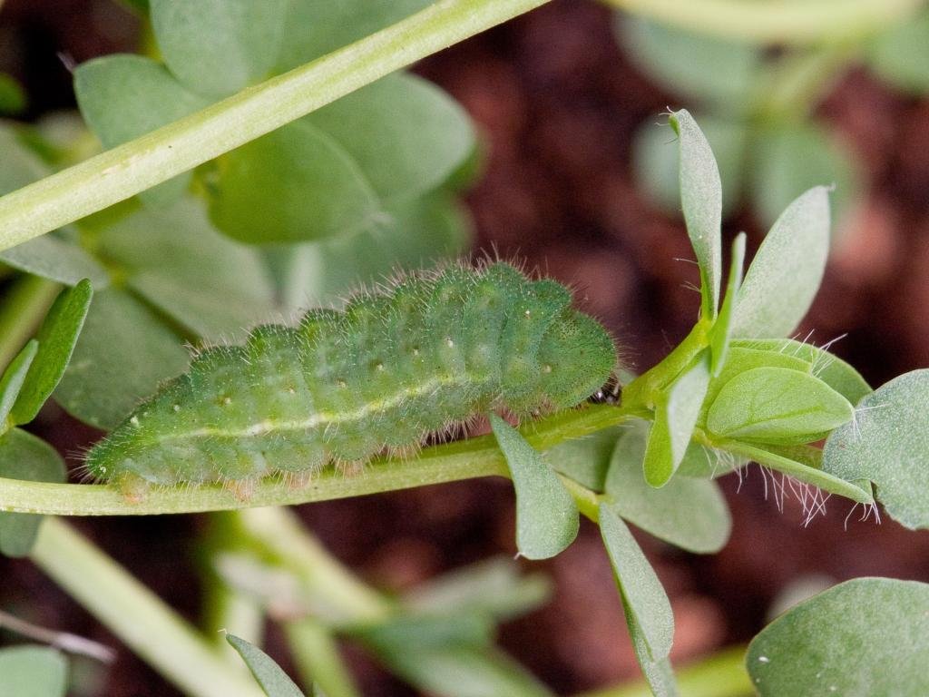 Common blue caterpillar