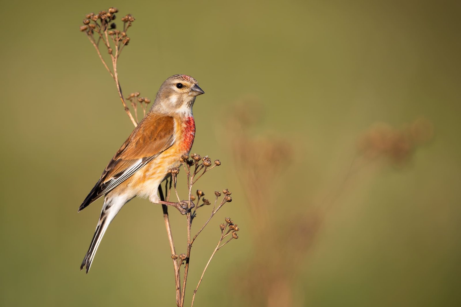 Male common linnet, linaria cannabina, resting on a plant on meadow in summer at sunset from side view with copy space.