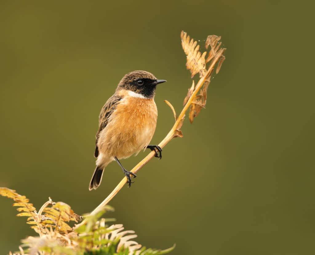 European stonechat perching on a fern