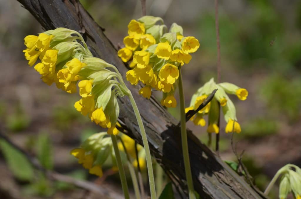 Cowslip (Primula Veris)