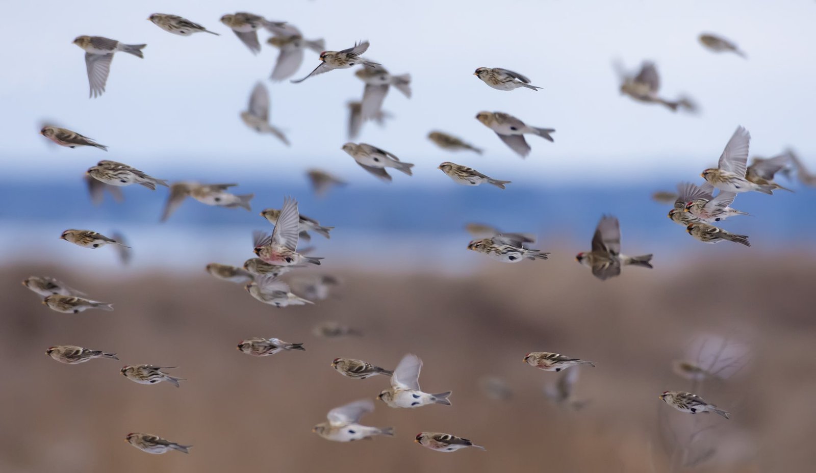Herd of common redpolls flying fast in snowy winter over fields