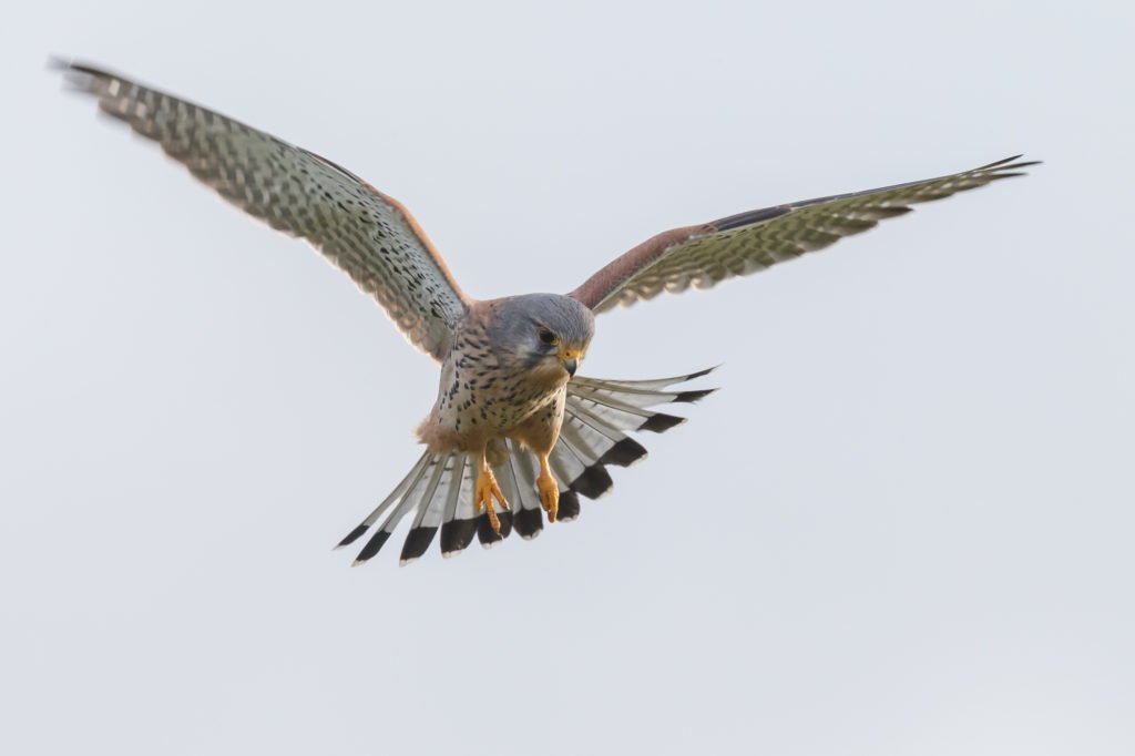 European Common Kestrel