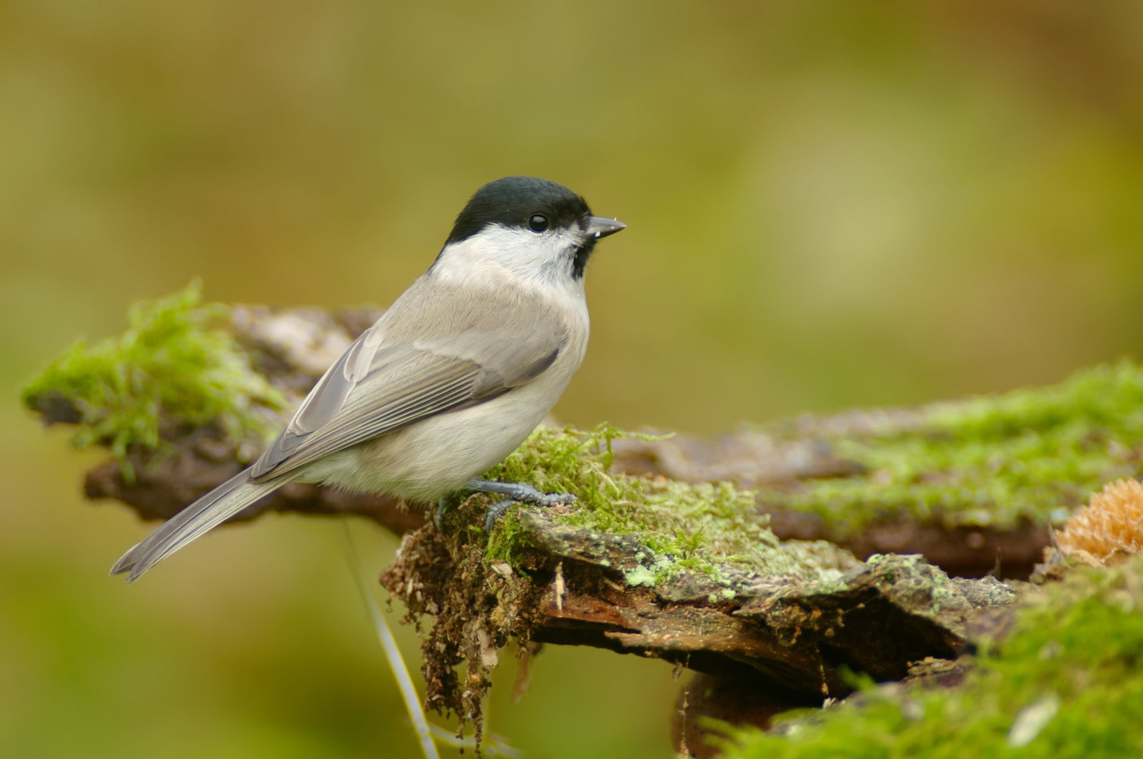 The marsh tit (Poecile palustris) is a passerine bird