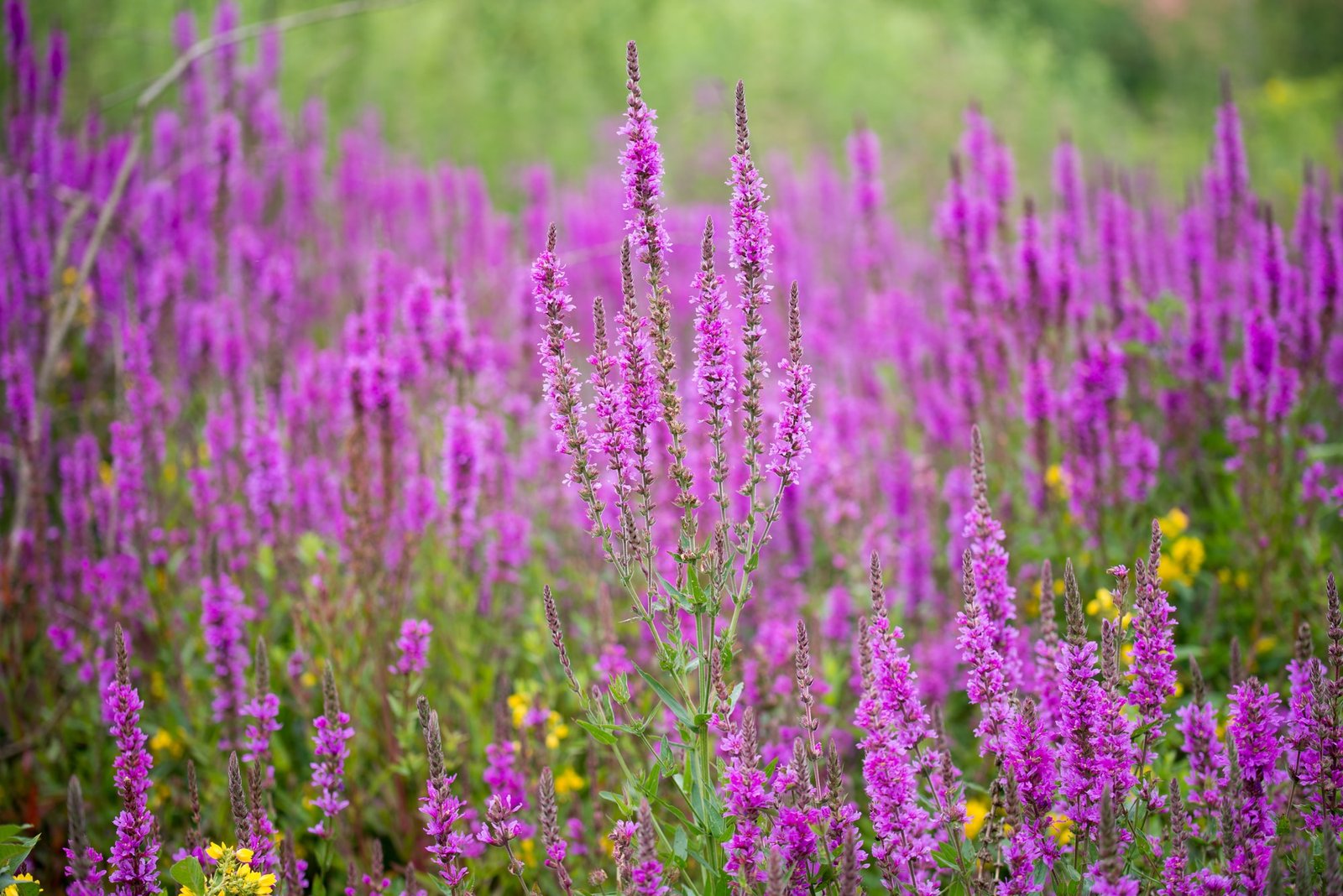 Yellow loosestrife and purple loosestrife flowers in summer mead