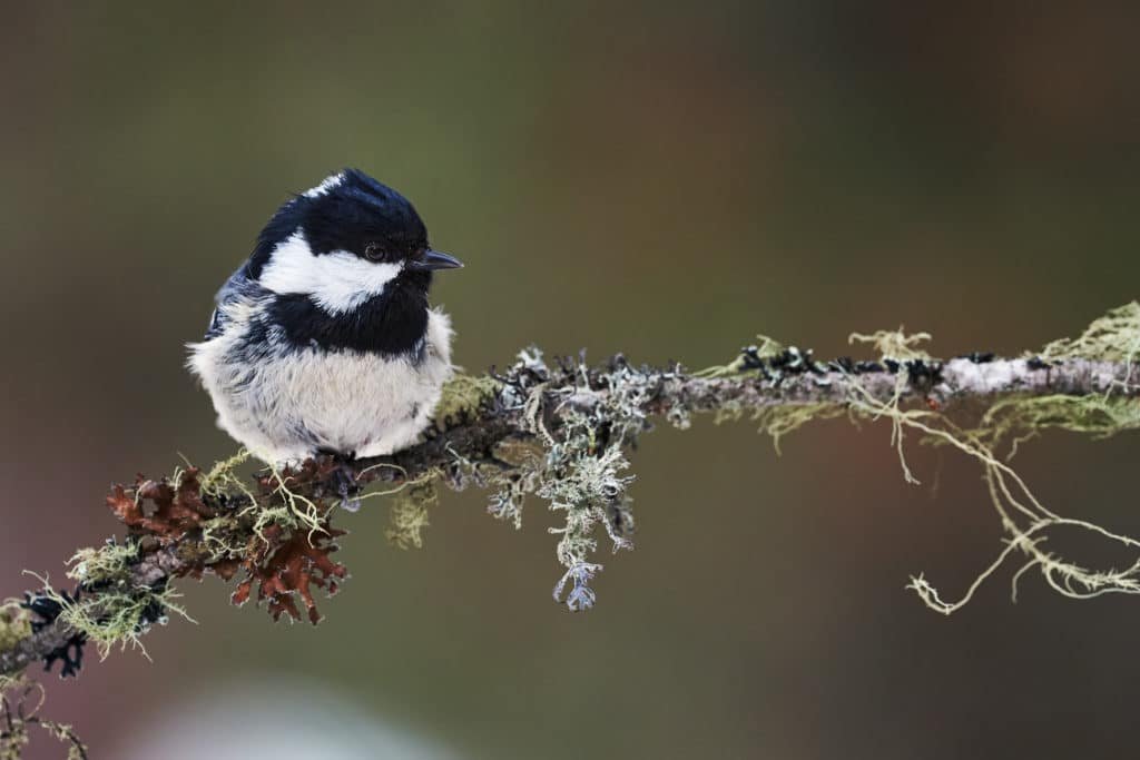 Coal tit perched on a branch in a forest of larch trees