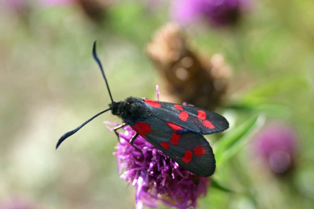 Burnet moth on knapweed