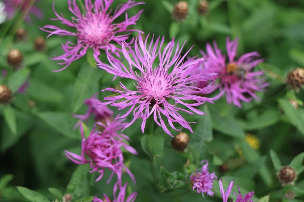 Common knapweed