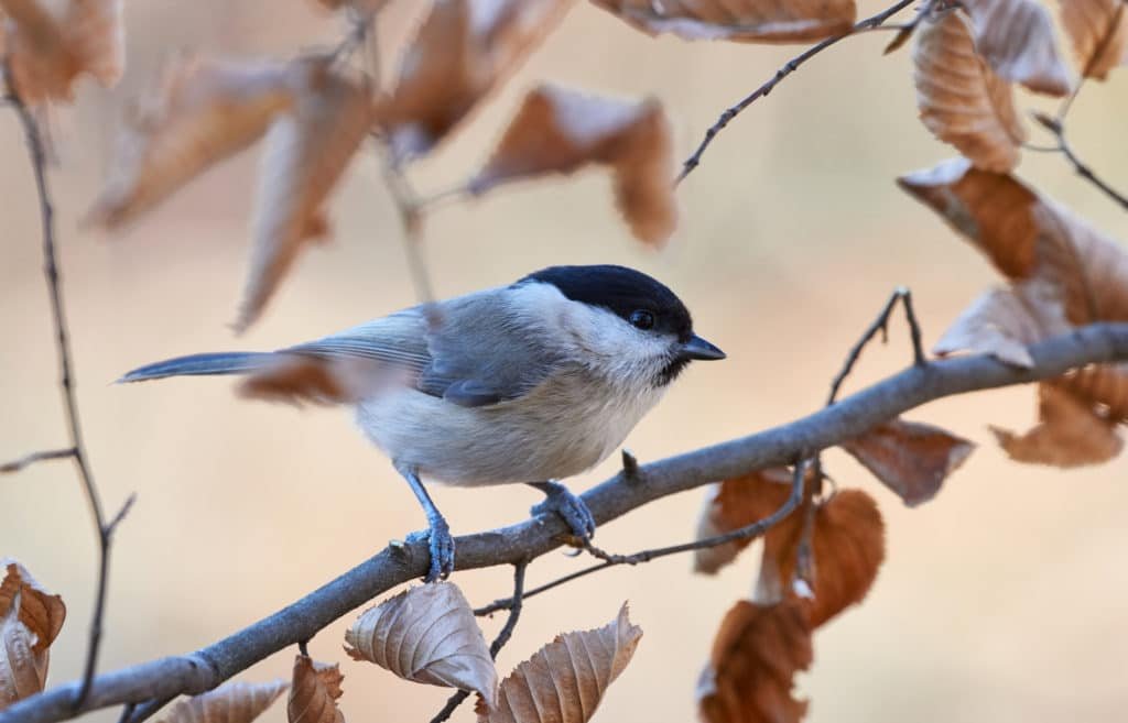 Marsh Tit resting on a branch