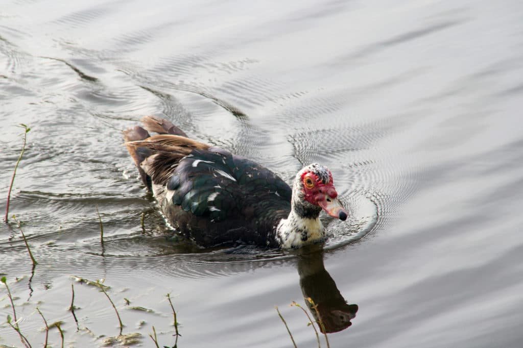 Muscovy duck close-up