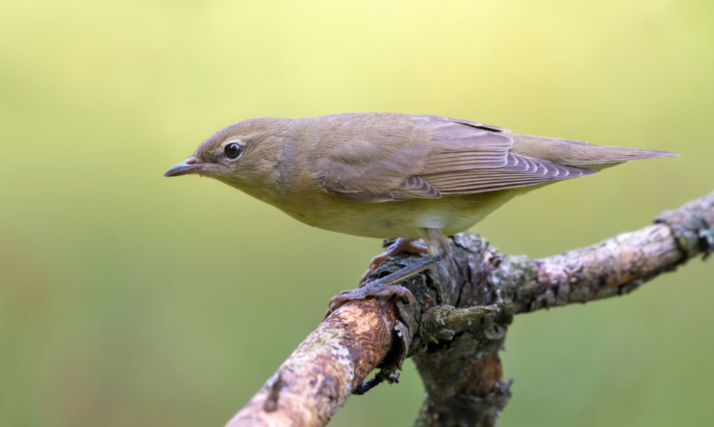 Garden warbler (sylvia borin) posing perched on old dry branch