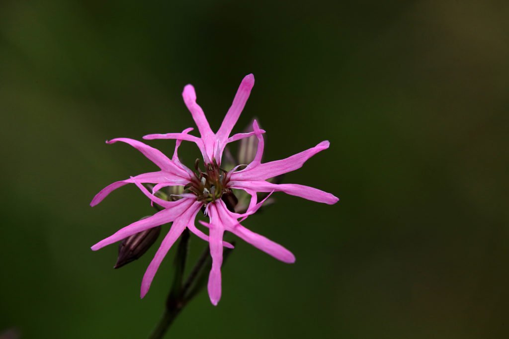 (Silene Flos-Cuculi)