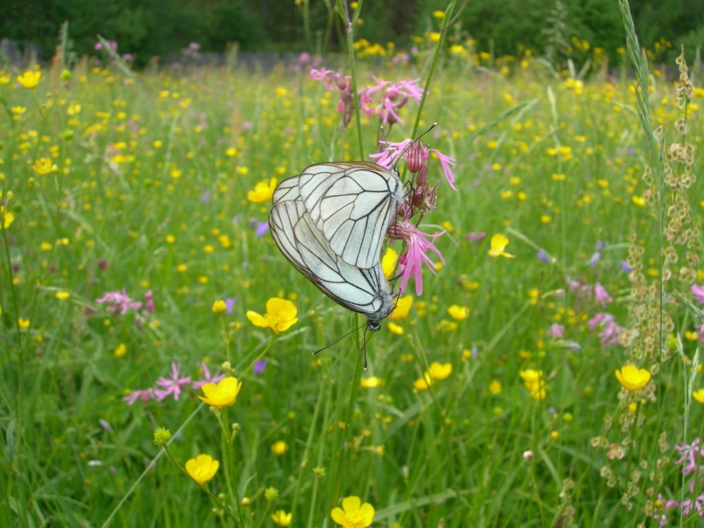 Butterfly feeding on the nectar