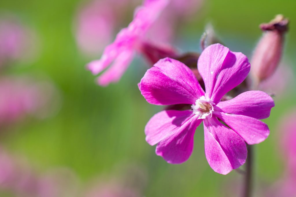 Ragged robin in bloom in Voorschoten, Netherlands.