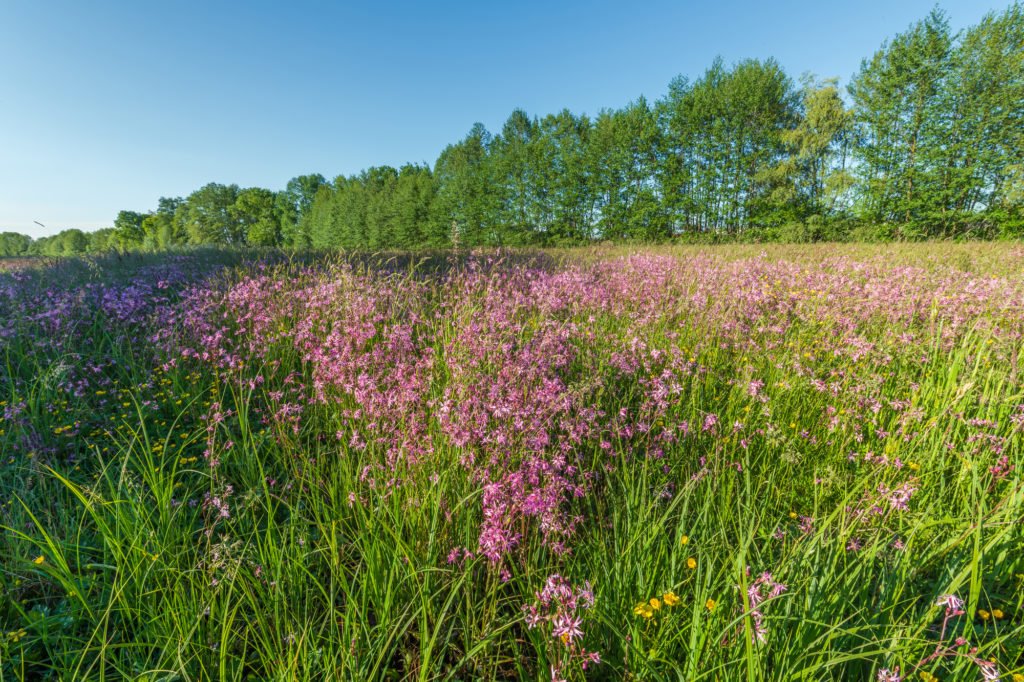 Ragged robin in a spring meadow, France.