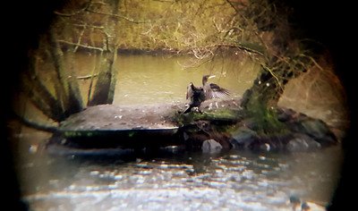 A view from a spotting scope attached to a moble phone