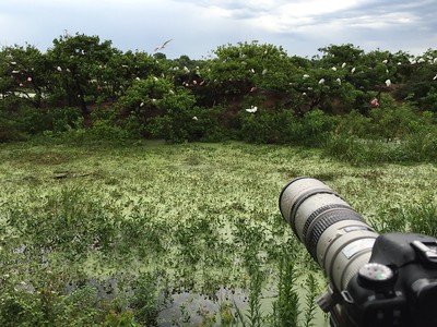 Taking pictures of birds in the wild