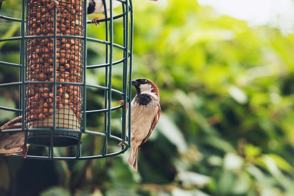 how to make a squirrel proof bird feeder