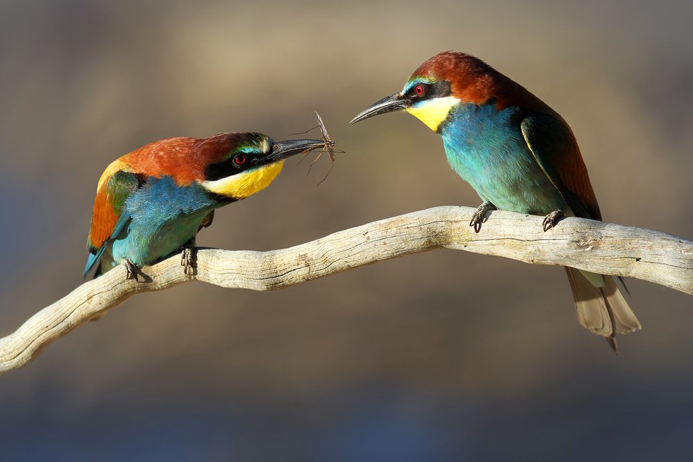 what is the best magnification for bird watching binoculars