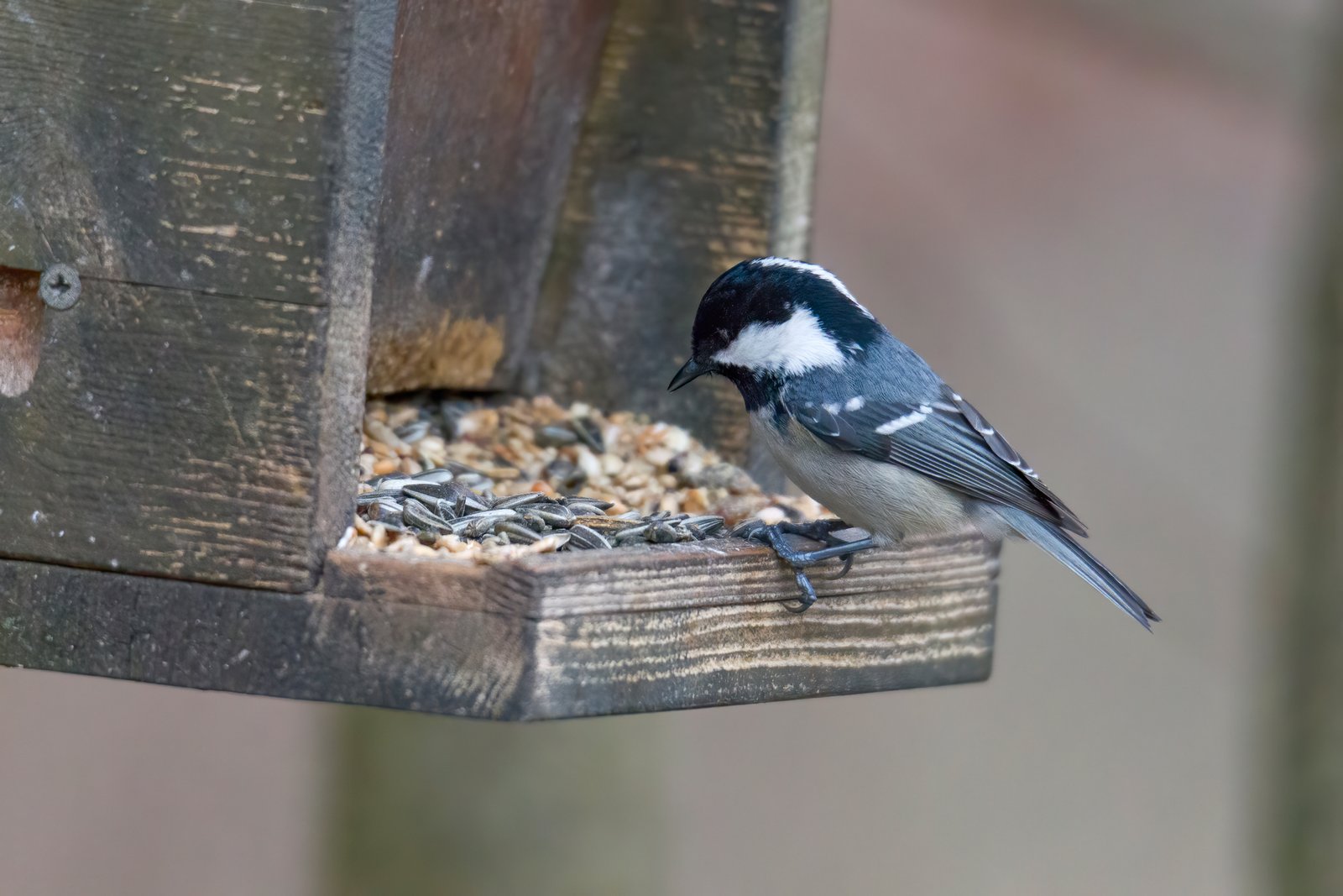 Coal tit on a bird feeder