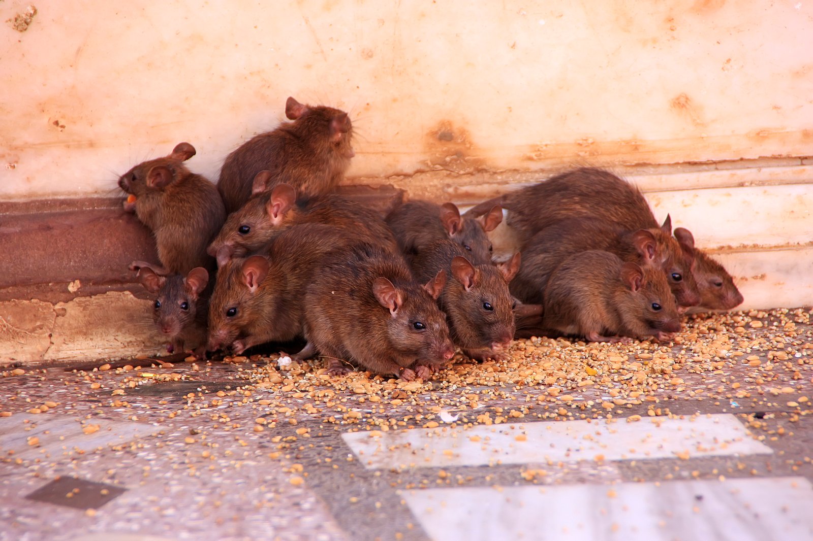 Rats in the garden eating bid seed