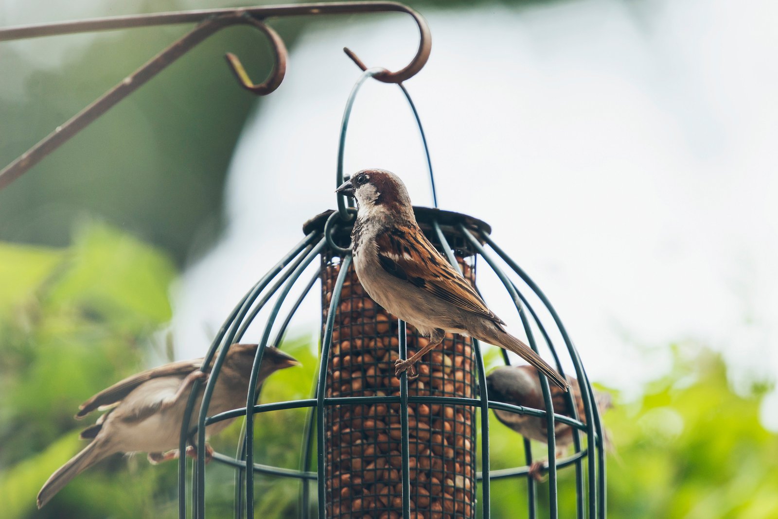 Tree Sparrow (Passer montanus) group at hanging bird feeder, Europe