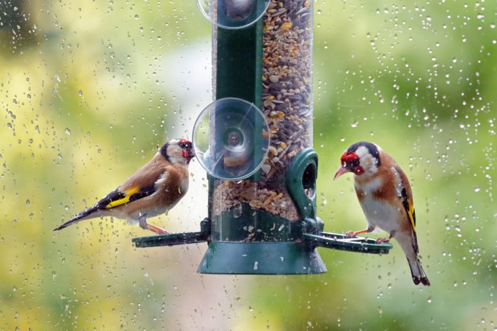 Goldfinch on a silo bird feeder