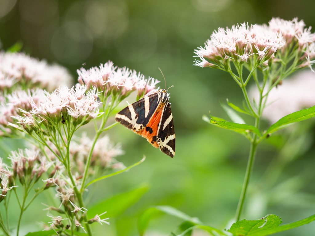 Jersey tiger (Euplagia quadripunctaria)