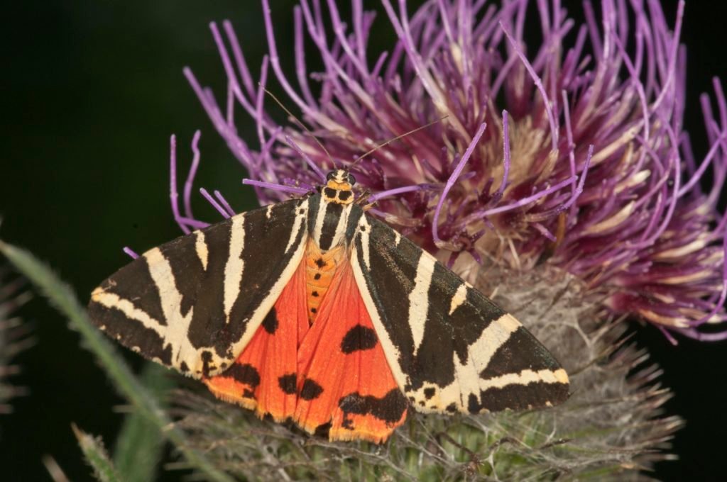 Jersey Tiger (Euplagia quadripunctaria) sucking on Woolly Thistle