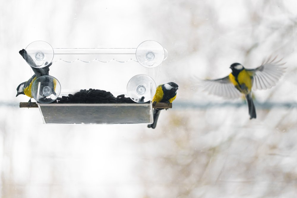 A large tit on the window in the house. Eats food in winter. Parus major