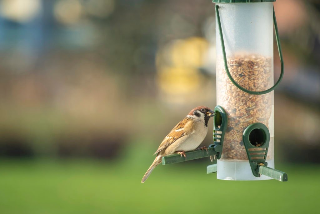 A clean bird feeder