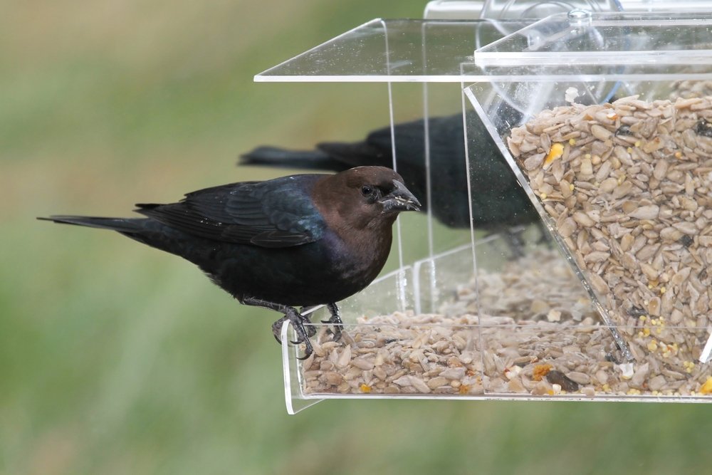 best window bird feeder uk