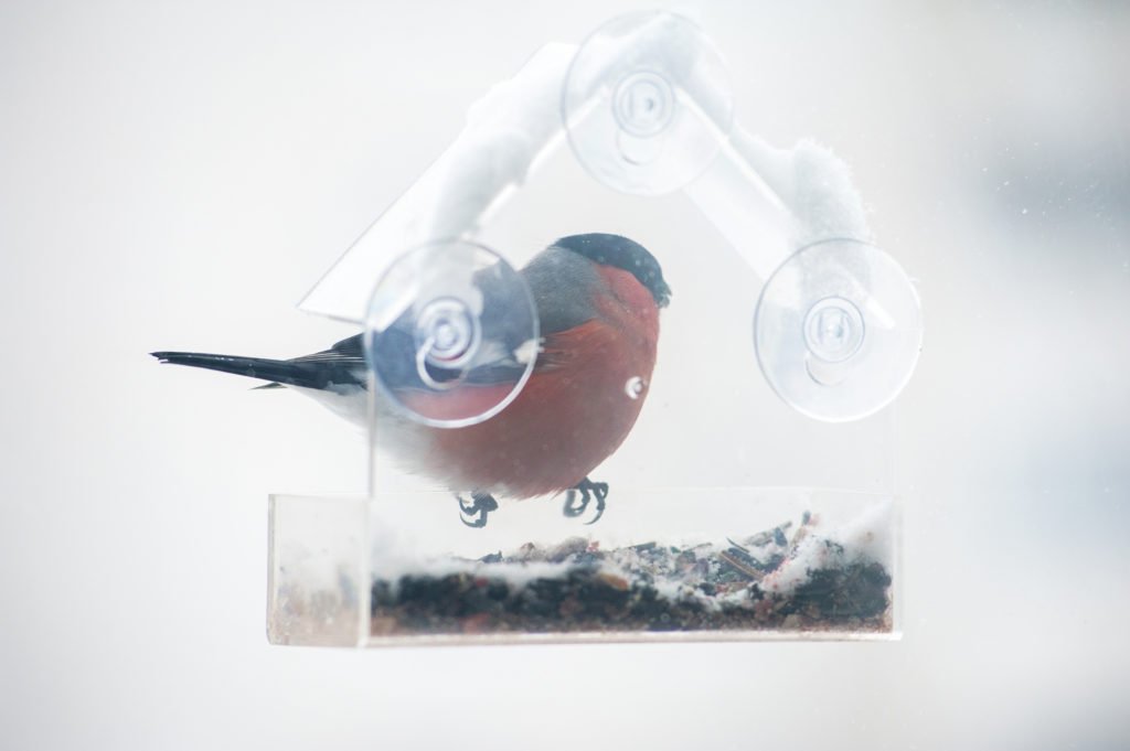 Bullfinch male eats seeds from feeder on the window