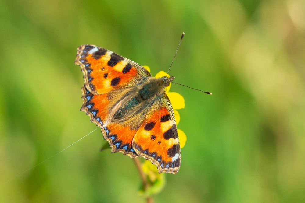 Close-up of the small tortoiseshell (Aglais urticae) butterfly