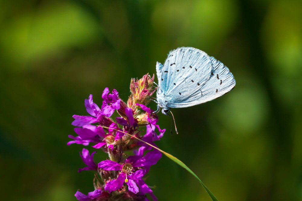 A holly blue butterfly Celastrina argiolus feeding on purple flowers.