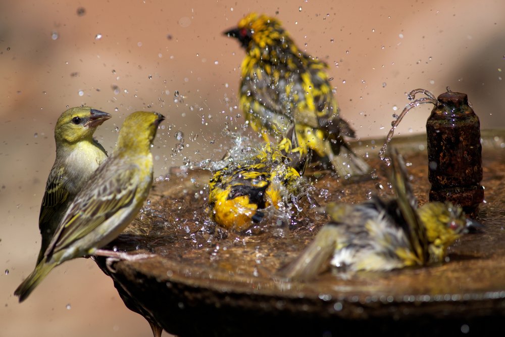 Small group of wild birds splashing in a bird bath spraying water in all directions