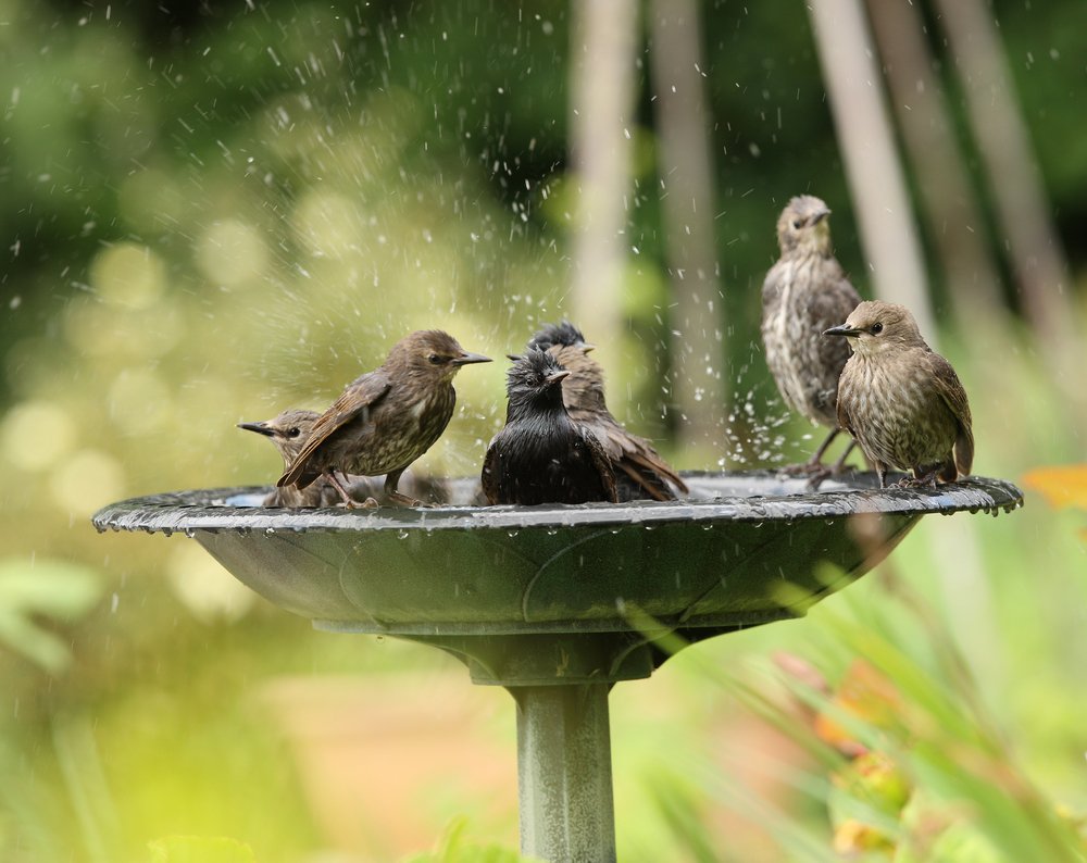 Best Bird Baths UK