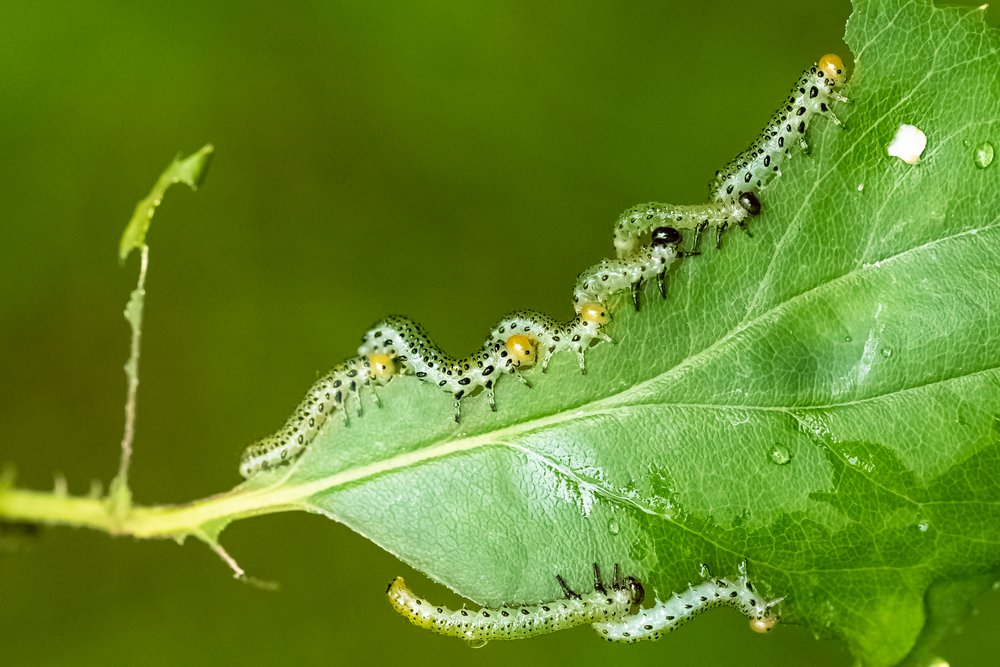 Sawfly caterpillars eating a rose bush