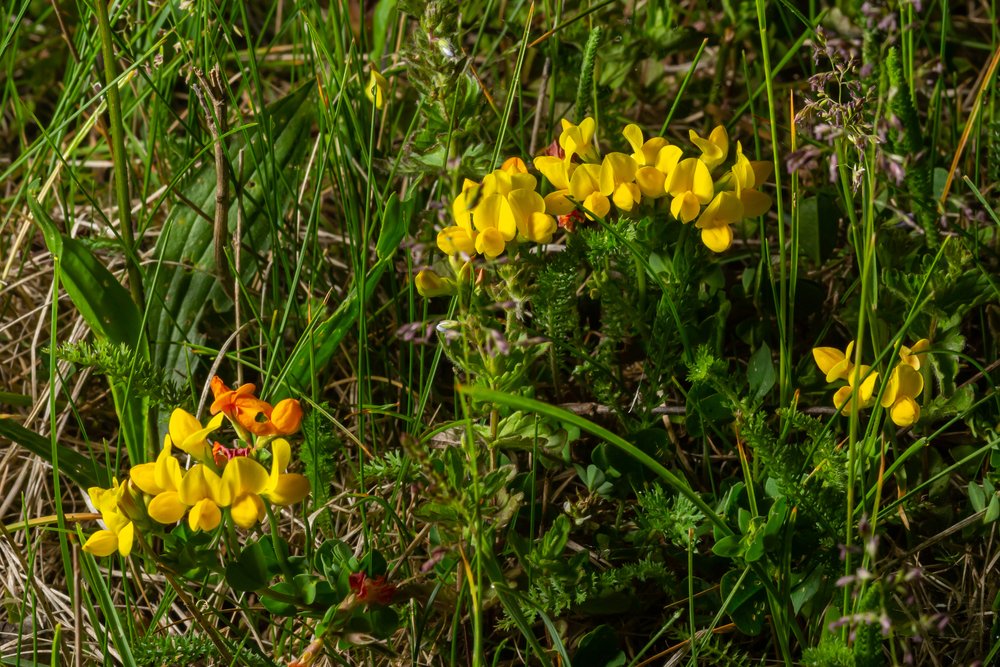 Yellow flowers of Birdsfoot trefoil also called Birds-Foot Deervetch in grass, Lotus corniculatus.