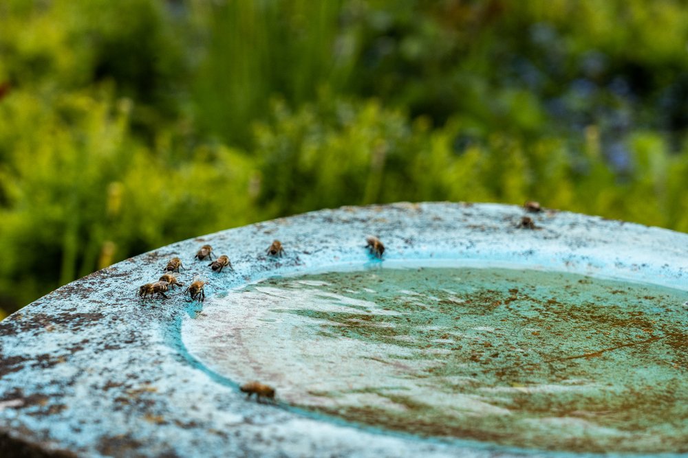 Bees are drinking water at birdbath in a green and yellow flower garden on midday.