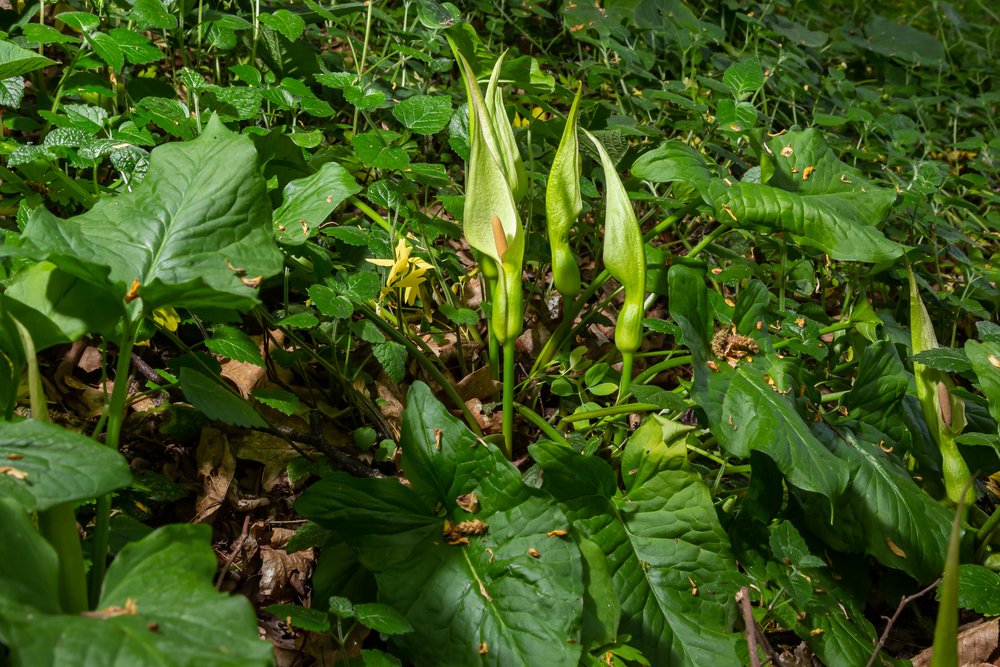 Arum maculatum in habitat