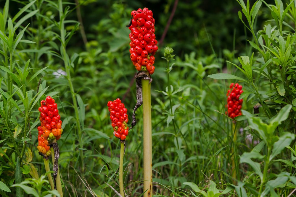 Arum maculatum woodland plant species of the Araceae family