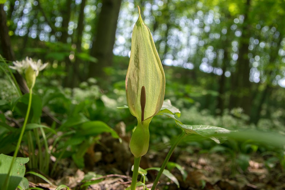 lords and ladies (cuckoo pint)