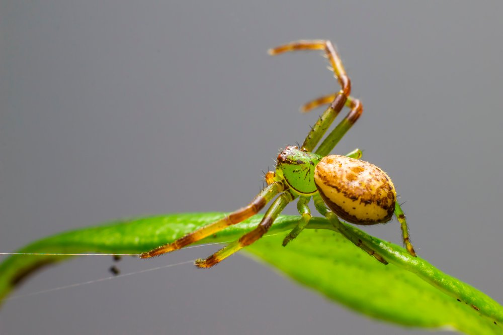 A Green Crab Spider (Diaea dorsata)