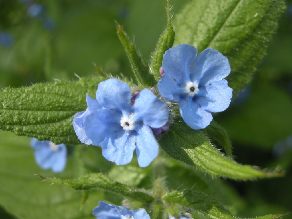 Green Alkanet (Pentaglottis Semperviren)